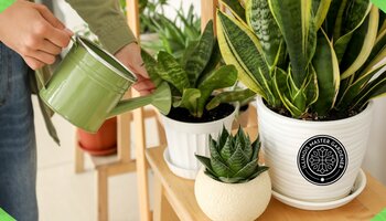 Person watering potted plants