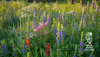 Field of native plants