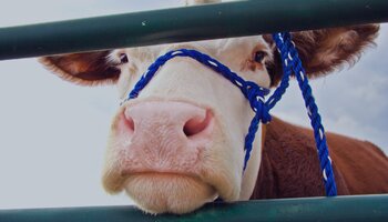 Cow looking through a gate