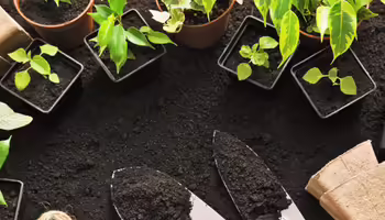 A background of soil with plants in pots and trowels for gardening.