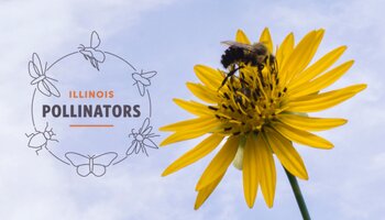 A bee on a flower with the Illinois pollinators logo.