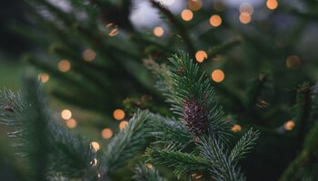 A pine tree branch.