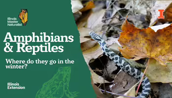 Amphibians and Reptiles where do they go in winter 