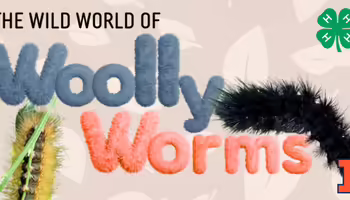 The Wild World of Wooly Worms with 4-H clover logo and 2 wooly worm caterpillars