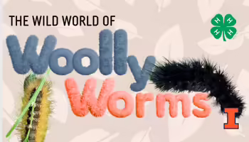 The Wild World of Wooly Worms with 4-H clover logo and 2 wooly worm caterpillars