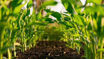 Corn starting to grow in soil