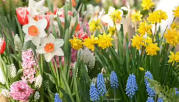 Flowers in a field