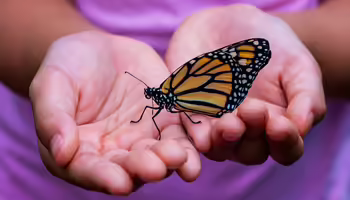 orange black butterfly on hands 