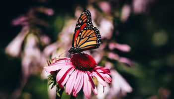 butterfly on a pink flower