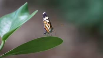 butterfly on green leaf
