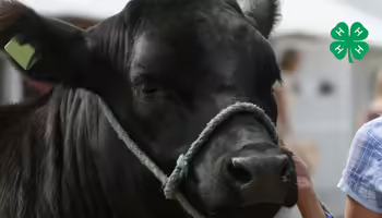 A black angus with a halter on. A green 4-H clover in the upper right corner.