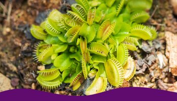 A Venus flytrap plant planted in the ground.