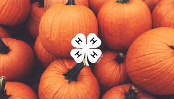 Orange pumpkins stacked on top of each other. White 4-H clover in middle of image.