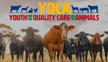 A herd of cattle in a green pasture. On top of image is the YQCA - Youth for the Quality Care of Animals logo