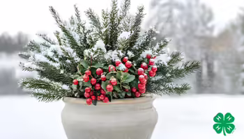 A potted winter arrangement with pine branches and red berries. A green 4-H clover in the bottom right corner.