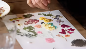 A person holding tweezers moving a pressed flower on a white piece of paper with several other pressed flowers.