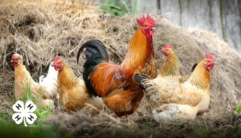 A group of chickens roaming around outside. A white 4-H clover in the bottom left corner.