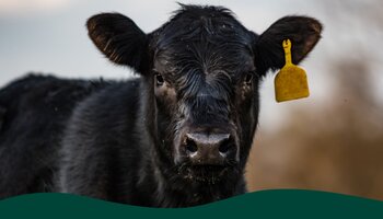 A black cow with an yellow ear tag. A white 4-H clover in the upper left corner. 