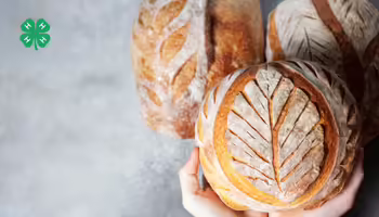 Hands holding a loaf of sourdough bread on a gray marbled background. A green 4-H clover in the upper left corner.