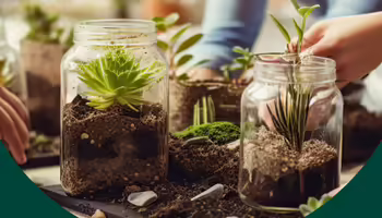 Two clear glass jars are being used to plant small terrariums.