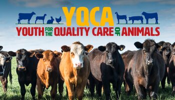 A herd of cattle in a green pasture with blue sky. On top of image is the YQCA - Youth for the Quality Care of Animals logo