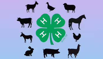 A green four-leaf 4-H clover logo surrounded by black silhouettes of farm animals arranged in a circle against a pastel gradient background.