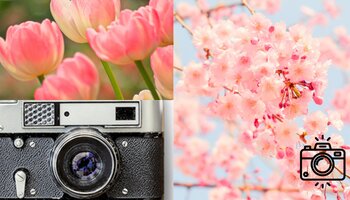 An image of pink tulips in bloom, a cherry blossom tree in fill bloom, and a camera.