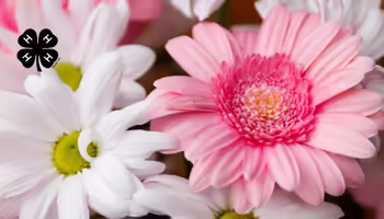 White and pink daisy flowers. A black 4-H clover in the upper left corner.