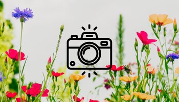 Red, purple, and yellow flowers in a field. Camera graphic in middle of image.