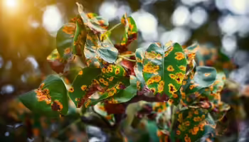 Greens leaves with yellow spots