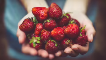 someone holding a lot of strawberries