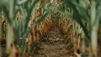 corn field at ground level