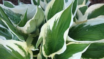 close up of white and green hosta plant