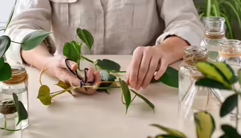 A person propagating a houseplant 
