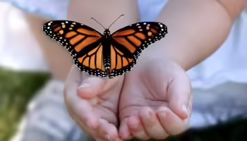 Butterfly on child's hands