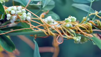 An invasive weed wrapping around a plant 
