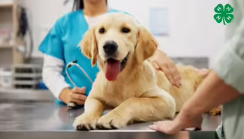 A golden retriever puppy sitting on a metal examination table at a veterinary clinic, with a 4-H logo in the corner.