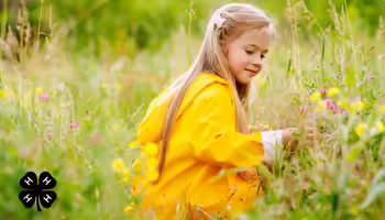 A young girl in a yellow raincoat kneeling in a grassy field of wildflowers. A black 4-H logo in the bottom left corner.