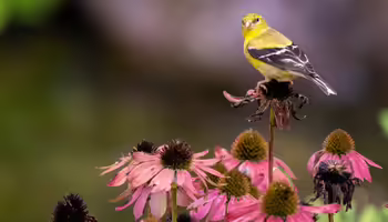 A goldfinch on a echinechia flower 
