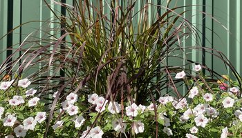 Plants in a trough