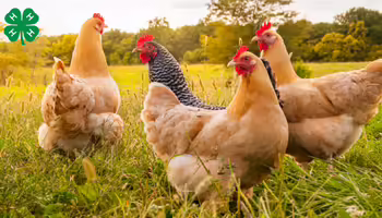 Chickens roaming in the grass. A green 4-H clover in the upper left corner.
