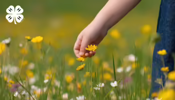 A person picking a yellow wildflower from a field. A white 4-H logo in the upper left corner.