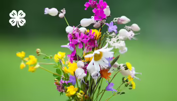 A colorful wildflower bouquet. A white 4-H clover in the upper left corner.