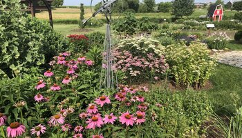 pink hued coneflower in foreground with a sculptural wind vein against a background of garden beds