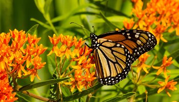 monarch butterfly on orange flowering butterfly weed