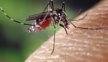 Aedes albopictus - pixelbay