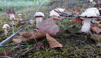 mushrooms on forest floor with brown leaves