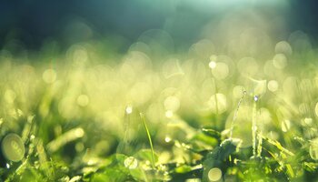 Grass with sunlight shining down