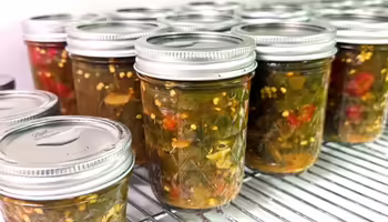 processed jars of pickled, candied jalapenos cooling in canning jars with two-piece lids