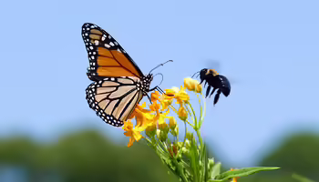A butterfly and a bee on a flower 